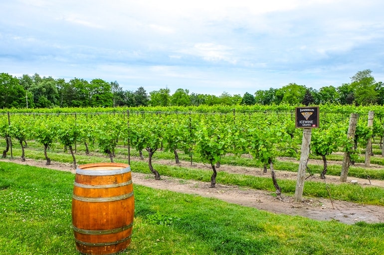 green rows of vines in vineyard field with wooden barrel in front