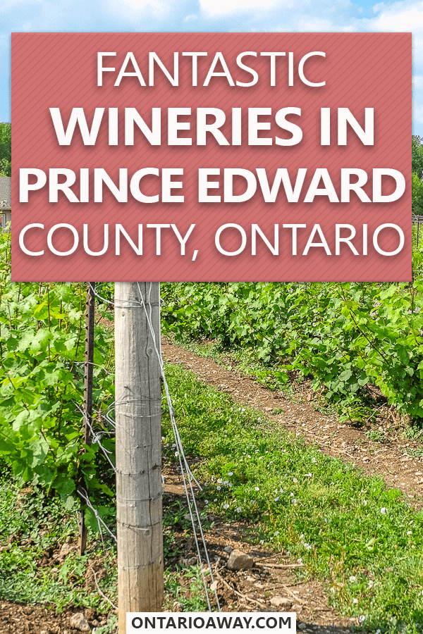 photo of green vineyard vines with text overlay Fantastic wineries in Prince Edward County, Ontario