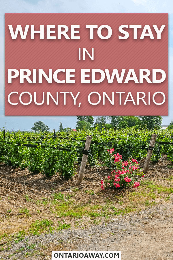 photo of green vineyards with flowers and text overlay Where to stay in Prince Edward County, Ontario, Canada
