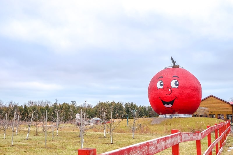 large red smiling apple outside with grass and orchard in front