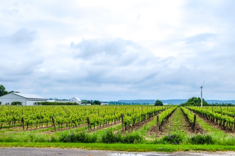 green vineyards row by row with hill in background in niagara on the lake