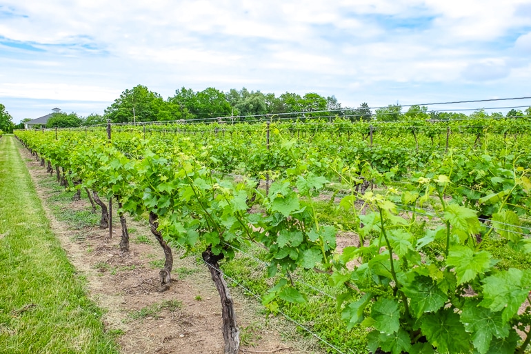 many rows of green vineyard with blue sky above