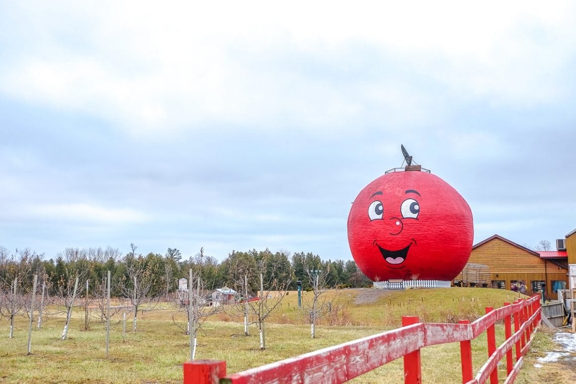 large red apple statue outside wooden building and small orchard in colborne ontario