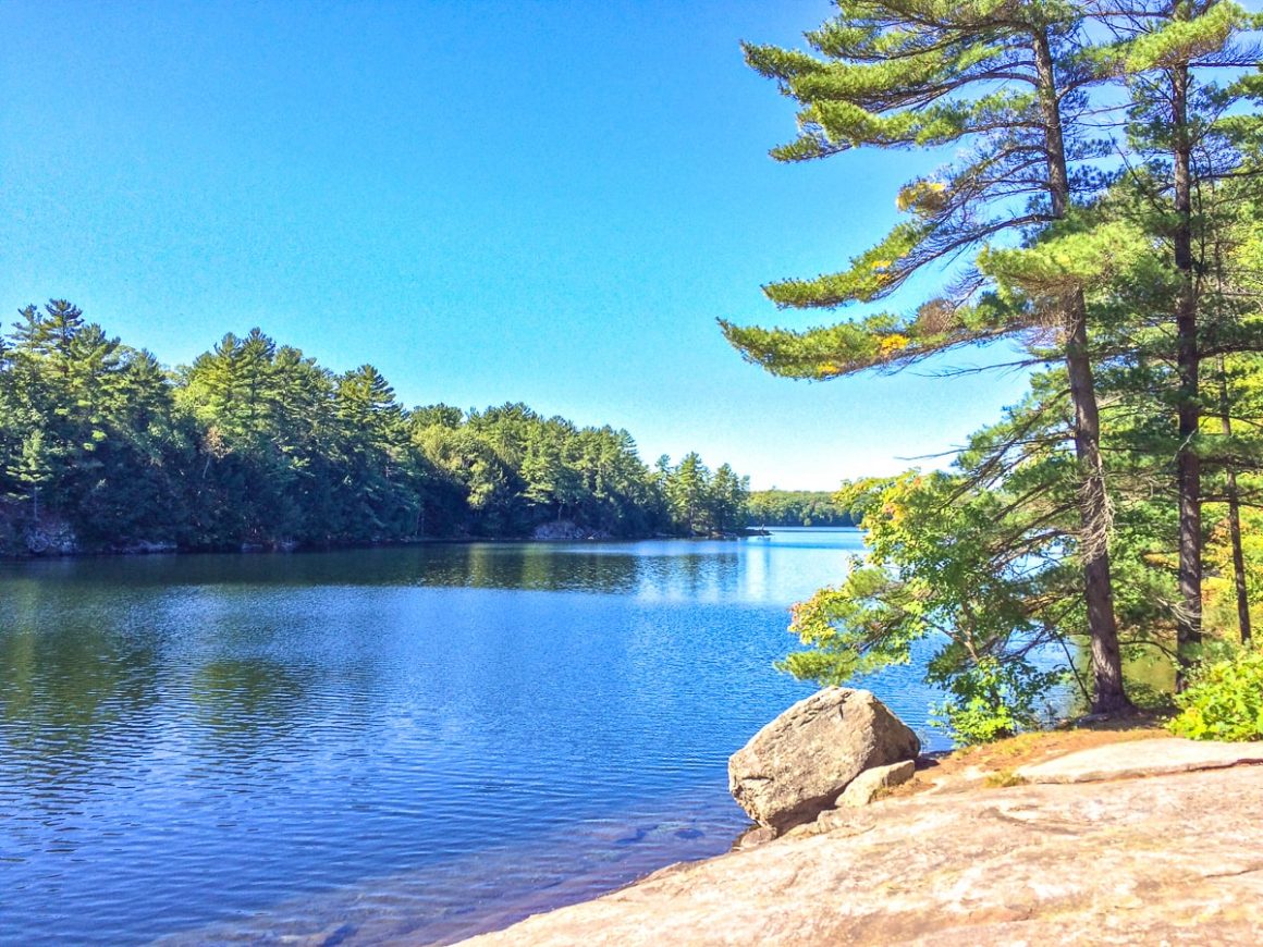 muskoka pine tree standing over blue lake with rocky shoreline below