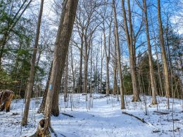 snowy trail through tall trees with blue sky above