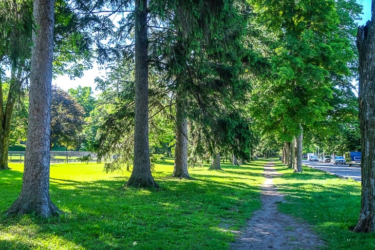 gravel path through trees with grass beside 