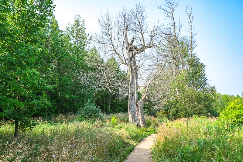 large tree beside pathway with green grass and trees behind