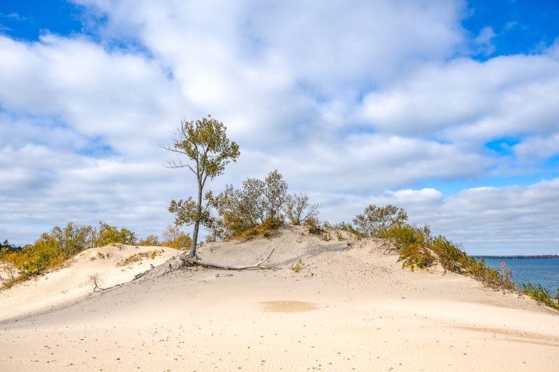 sand dune with lone tree standing tall with blue water and sky behind