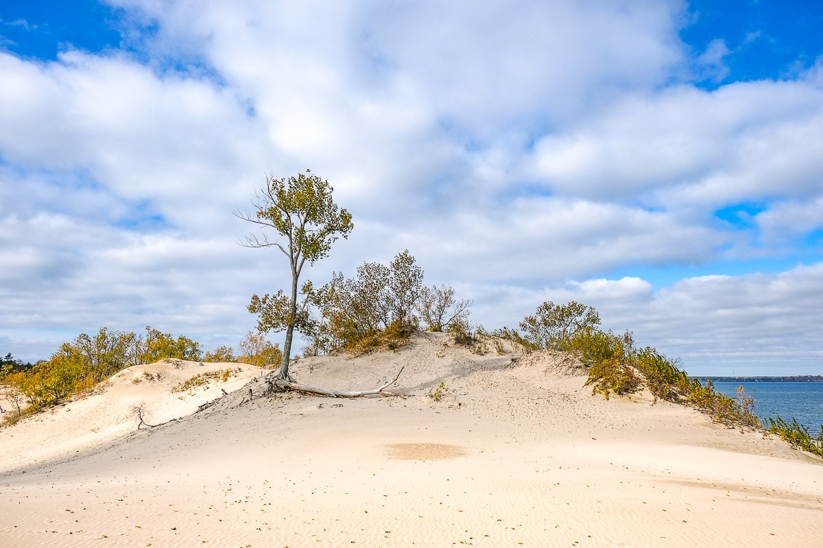 large sand dune with trees on top and blue water behind