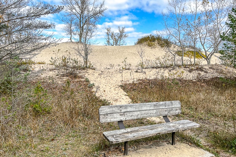 wooden bench with sandy dunes and light forest behind