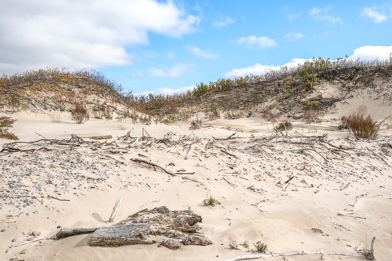 sandy dunes with rolling grass and dead sticks underneath