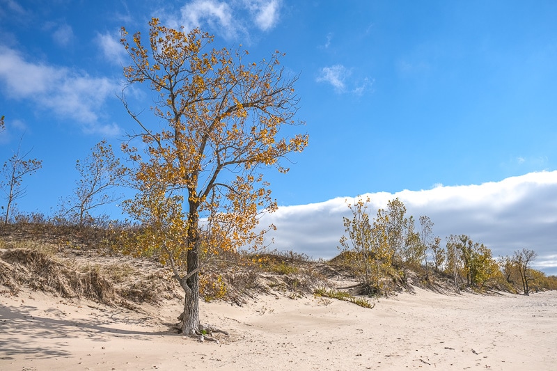 tree with fall colours standing alone on sandy beach