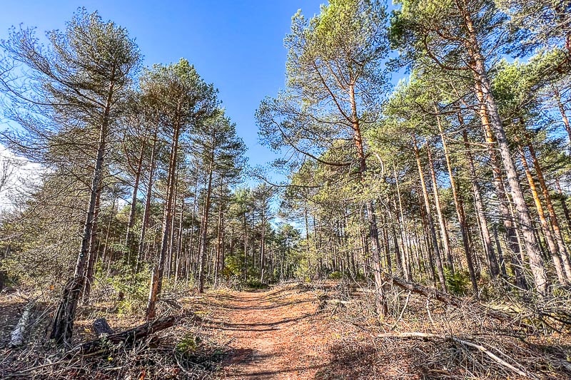 tall pine trees and blue sky with walking trail through