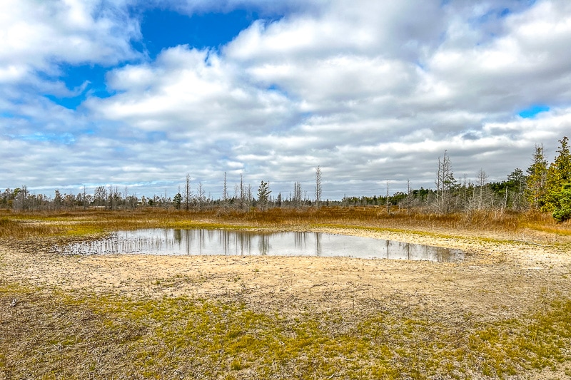 small pond in green marshland with blue sky and clouds above
