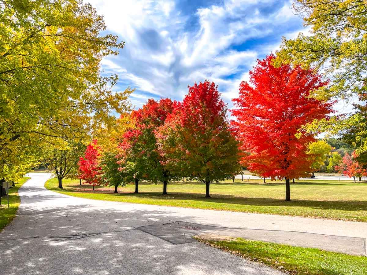 trees with bright red and green leaves lining paved driveway with sky above.