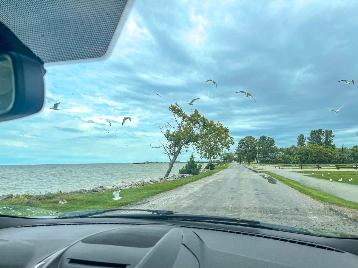 open road with seagulls flying seen through car windshield.